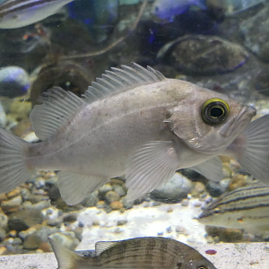 Japanese White Seaperch (Sebastes cheni) - Uozu Aquarium