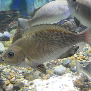 Largescale Blackfish (Girella punctata) - Uozu Aquarium