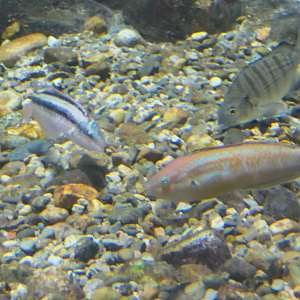 Multicolourfin Rainbowfish (Parajulius poecilopterus) - Uozu Aquarium