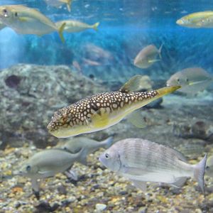 Fine-patterned Puffer (Takifugu flavipterus) - Uozu Aquarium