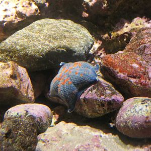 Blue Bat Star (Patiria pectinifera) - Uozu Aquarium