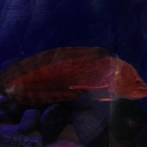 Okhotsk Snailfish (Liparis ochotensis) - Uozu Aquarium