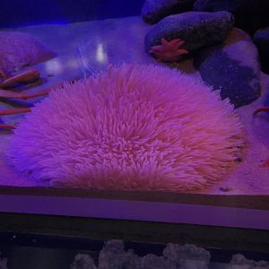 Dariaiso-ginchaku (Liponema multicorne) - Uozu Aquarium