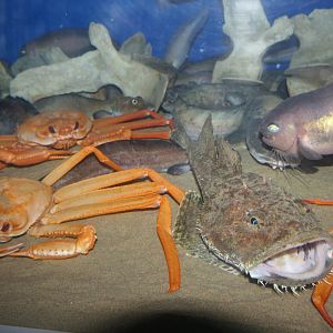 Toyama Bay depths tank - Uozu Aquarium