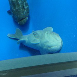 Common Remora (Remora remora) - Uozu Aquarium