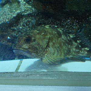 False Kelpfish (Sebastiscus marmoratus) - Uozu Aquarium