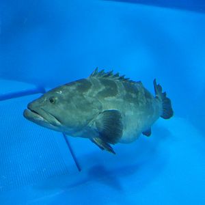 Longtooth Grouper (Epinephelus bruneus) - Uozu Aquarium