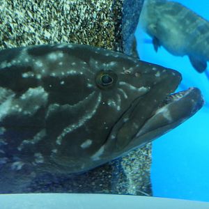 Longtooth Grouper (Epinephelus bruneus) - Uozu Aquarium