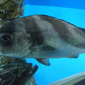 Crescent Sweetlips (Plectorhinchus cinctus) - Uozu Aquarium