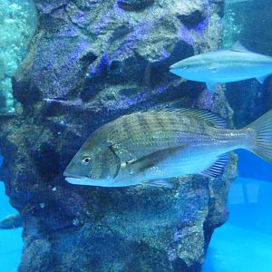 Blackhead Seabream (Acanthopagrus schlegelii) - Uozu Aquarium