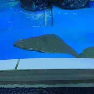 Olive Flounder (Paralichthys olivaceus) - Uozu Aquarium