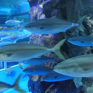 Japanese Amberjack (Seriola quinqueradiata) - Uozu Aquarium