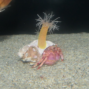 Benihon-yadokari (Pagurus rubior) - Uozu Aquarium