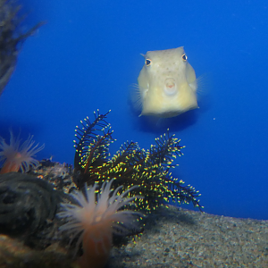 Itomaki Bastetfish (Kentrocapros aculeatus) and Nippon-umishida (Anneissia japonica) - Uozu Aquarium