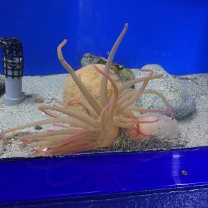 Armed Anemone (Dofleinia armata) - Uozu Aquarium