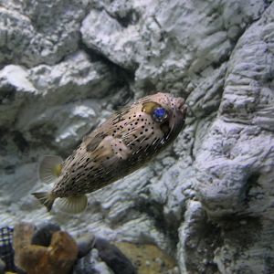 Longspine Porcupinefish (Diodon holocanthus) - Uozu Aquarium