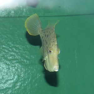 Threadsail Filefish (Stephanolepis cirrhifer) - Uozu Aquarium