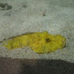 Devil Stinger (Inimicus japonicus) - Uozu Aquarium