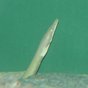 Longbill Snake Eel (Ophisurus macrorhynchos) - Uozu Aquarium