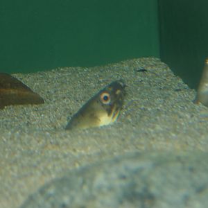 Highfin Snake Eel (Ophichthus zophistius) - Uozu Aquarium