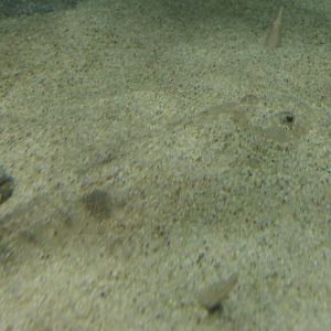 Magochi (Platycephalus sp. 2) - Uozu Aquarium