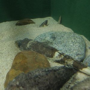 Crocodile Flathead (Cociella crocodilus) - Uozu Aquarium