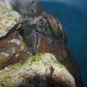 Ukkari-kasago (Sebastiscus tertius) - Uozu Aquarium