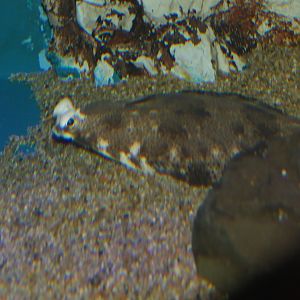 Finespotted Flounder (Pleuronichthys lighti) - Uozu Aquarium