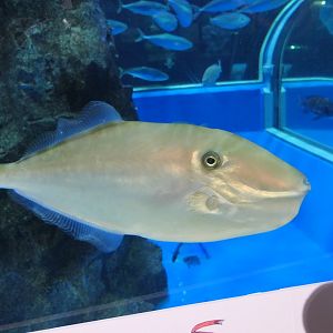 Unicorn Filefish (Aluterus monoceros) - Uozu Aquarium