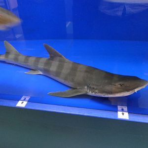 Banded Houndshark (Triakis scyllium) - Uozu Aquarium