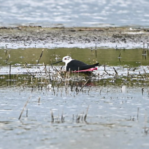 Black-winged stilt