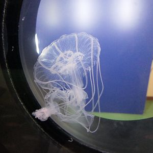 Amakusa Jelly (Sanderia malayensis) - Uozu Aquarium
