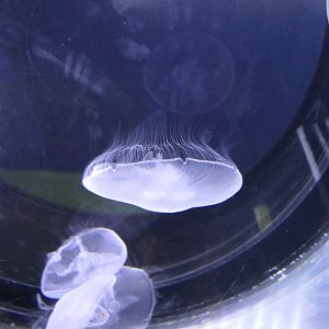 Moon Jelly (Aurelia sp.) - Uozu Aquarium