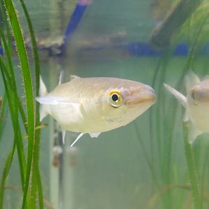 Redlip Mullet (Planiliza haematocheilus) - Uozu Aquarium