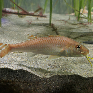 Japanese Goatfish (Upeneus japonicus) - Uozu Aquarium