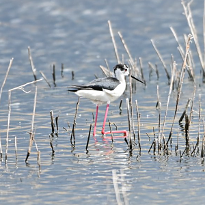 Black-winged stilt