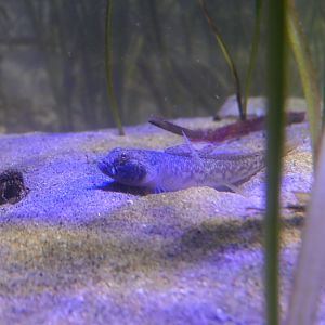 Sharp-nosed Sand Goby (Favonigobius gymnauchen) - Uozu Aquarium