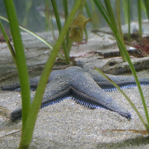 Momijigai (Astropecten scoparius) - Uozu Aquarium