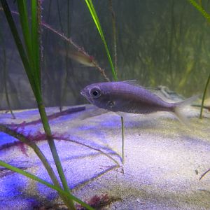 Japanese Silverbiddy (Gerres equulus) - Uozu Aquarium