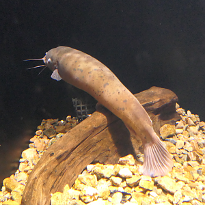 Electric Catfish (Malapterus electricus) - Uozu Aquarium