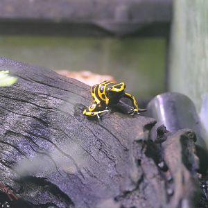 Yellow-banded Poison Dart Frog (Dendrobates leucomelas) - Uozu Aquarium