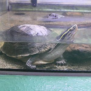 Southeast Asian Box Turtle complex (Cuora amboinensis sensu lato) - Uozu Aquarium