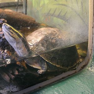 Southeast Asian Box Turtle complex (Cuora amboinensis sensu lato) - Uozu Aquarium