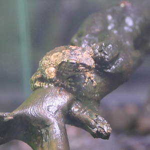 Eiffinger's Tree Frog (Kurixalus eiffingeri) - Uozu Aquarium