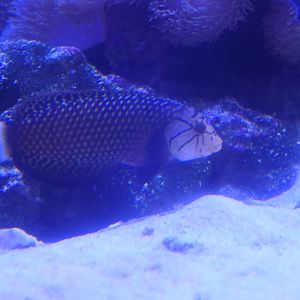 Rockmover Wrasse (Novaculichthys taeniourus) - Uozu Aquarium