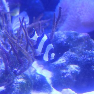 Blacktail Dascyllus (Dascyllus melanurus) - Uozu Aquarium