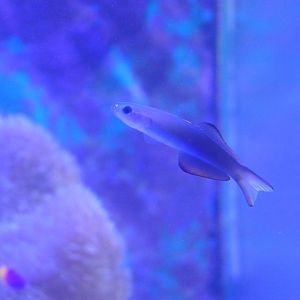 Arrow Dartgoby (Ptereleotris evides) - Uozu Aquarium