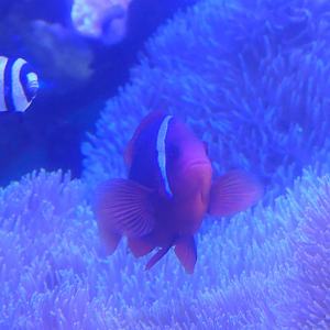 Tomato Clownfish (Amphiprion frenatus) - Uozu Aquarium