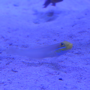 Blueband Goby (Valenciennea strigata) - Uozu Aquarium
