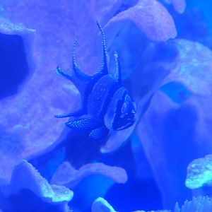 Banggai Cardinalfish (Pterapogon kauderni) - Uozu Aquarium